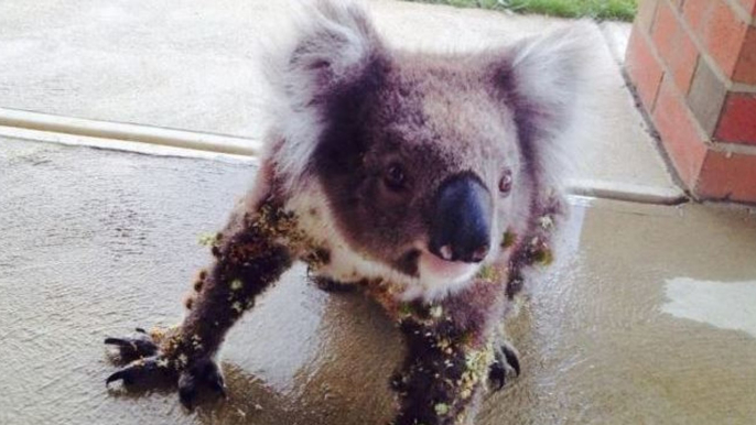 Thorn-Covered Koala Enjoys Helpful Brush From Neighbor