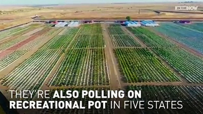 US voters also hitting voting booths over recreational pot.