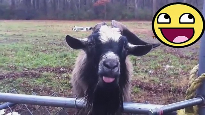 Super fun and humorous ANIMAL videos - Watch and laugh!