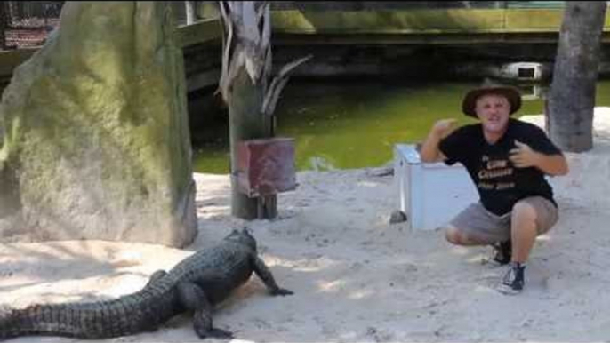 Gator Enthusiast Tries Out Cosplaying in the Enclosure