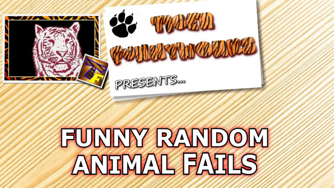 Random animal fails, that will make you laughing till crying! - Pets, birds and much more - Enjoy-wodqaC9NRI0