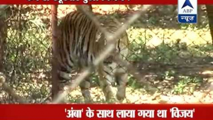 90 seconds of battle with life l This is how white tiger Vijay killed Maqsood in Delhi zoo!