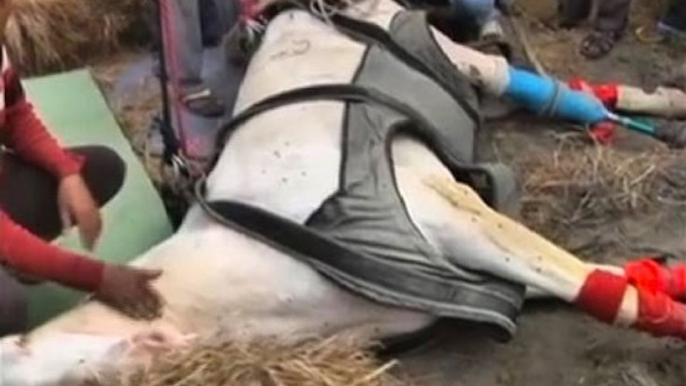 Horse Shaktiman's broken leg case: The animal gets a new 'leg' to stand