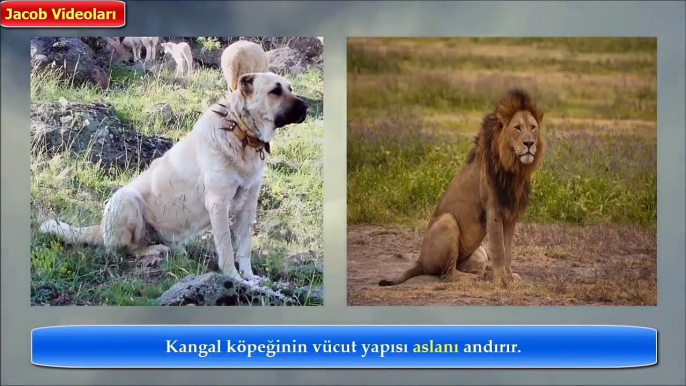 KANGAL mı PİTBULL mu ►► Strongest powerfull dogs, güçlü köpekler, kangal kurt dövüşü