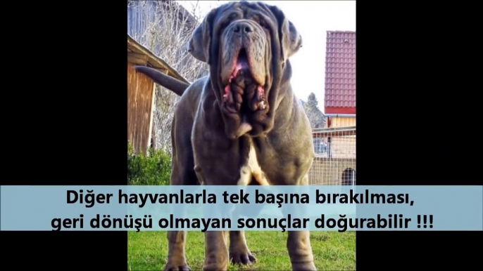 Dünyanın Yasaklanmış EN TEHLİKELİ KÖPEK IRKLARI !!! Dogo Arjantin, Pitbull, Bulldog, Cane Corso