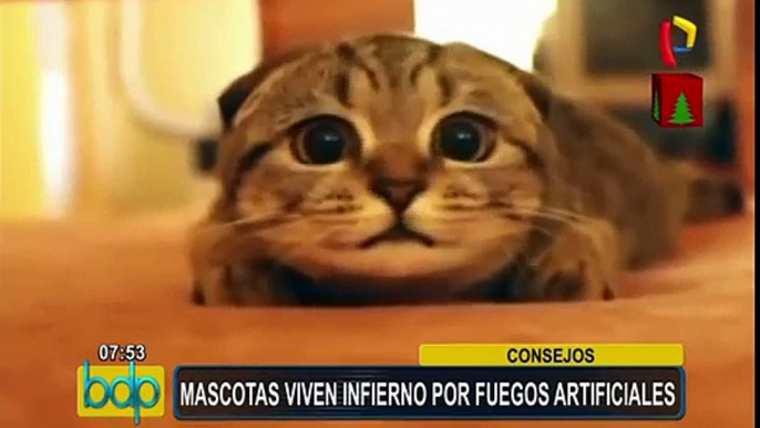 Fiestas por fin de año: ¿cómo evitar que las mascotas sufran con los pirotécnicos?