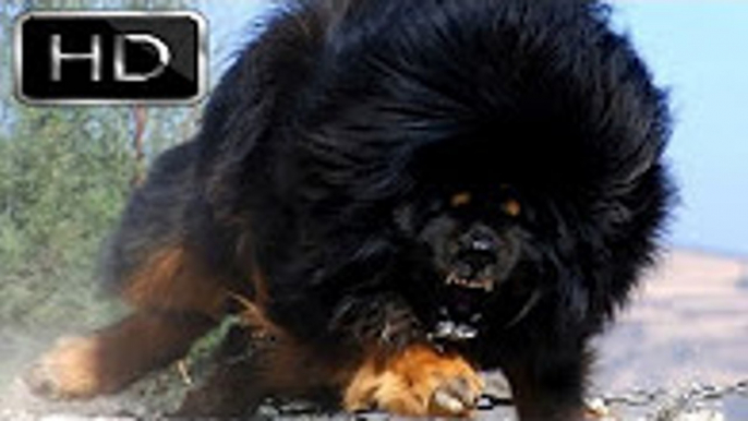 En Güçlü Köpekler ►► TİBET MASTİFİ [ Tibetan Mastiff ] strongest  powerfull dogs, aslan-ayı kıması