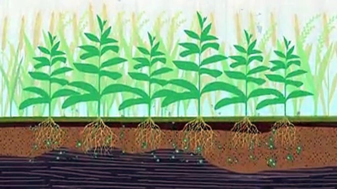 Using Nuclear Science to Manage NitrogenWhile nitrogen is the key component of all agricultural production systems,