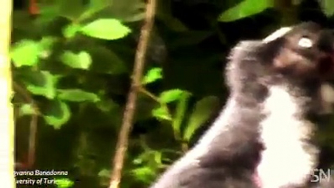 Listen to a lemur sing