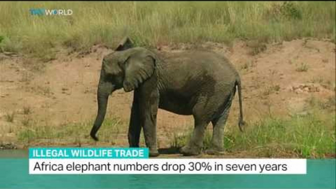 CITES Secretary-General John Scanlon speaks to TRT World - Vietnam Illegal Wildlife Trade Conference