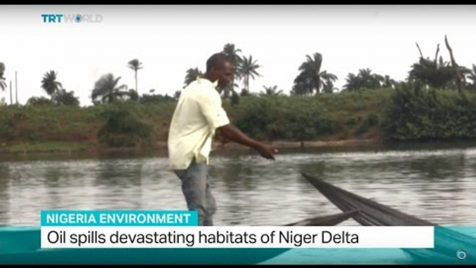 Nigeria Environment: Oil spills devastating habitats of Niger Delta