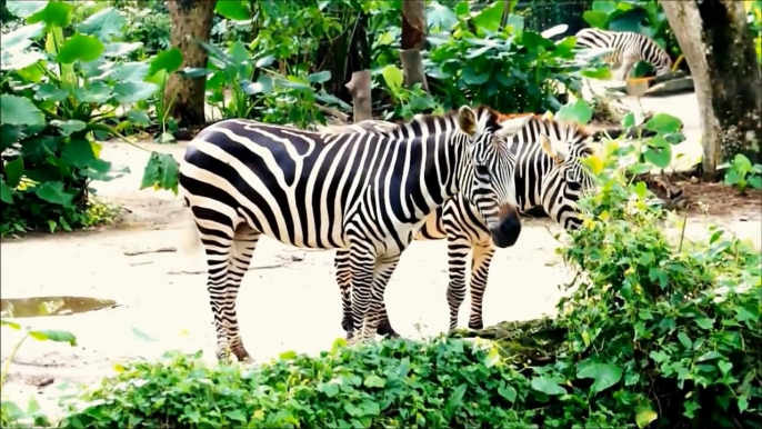 Zebras for Kids- Learn all About Zebras - FreeSchool