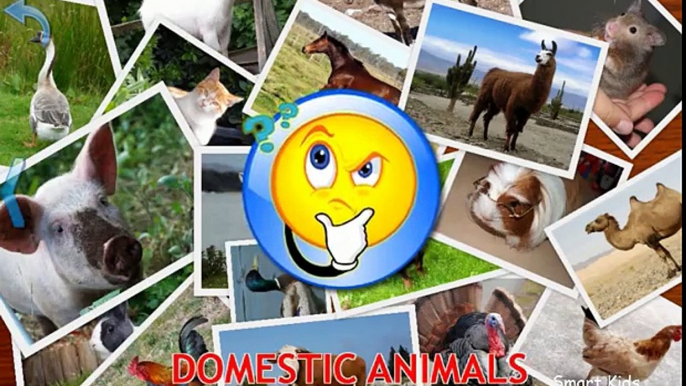 Animals for Kids   Domestic Animals for Kids   Learn Animals   Animals in English