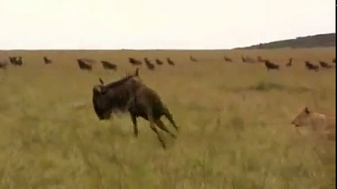 Wildebeest