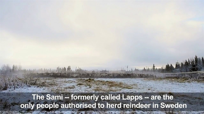 Sami reindeer herders gather flock in Swedish Lapland-N1oTGE1iJuY