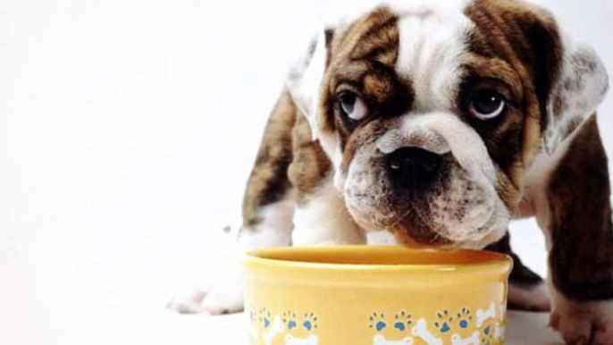 Shocking Commercial Dog Food Secrets Revealed