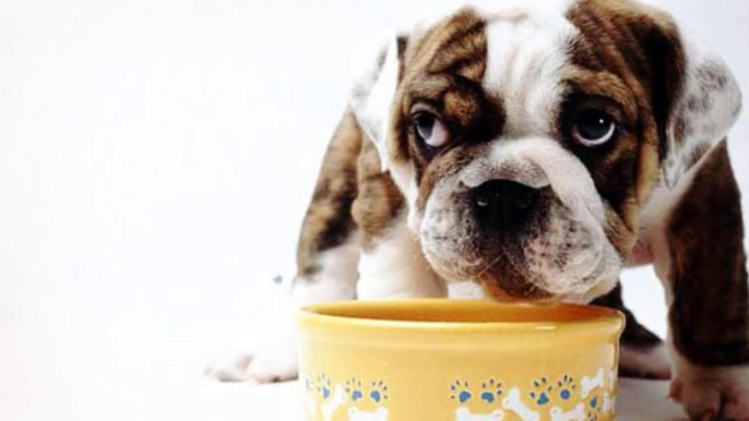 Shocking Commercial Dog Food Secrets Revealed