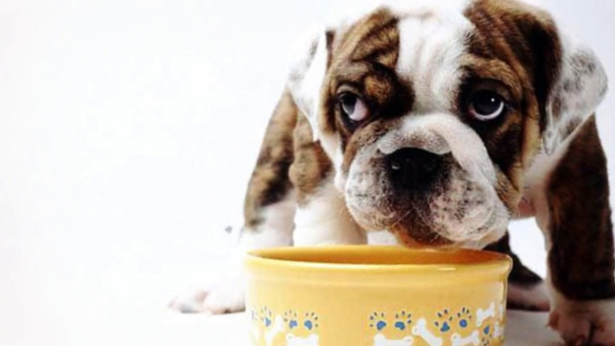 Shocking Commercial Canine Food Secrets Revealed