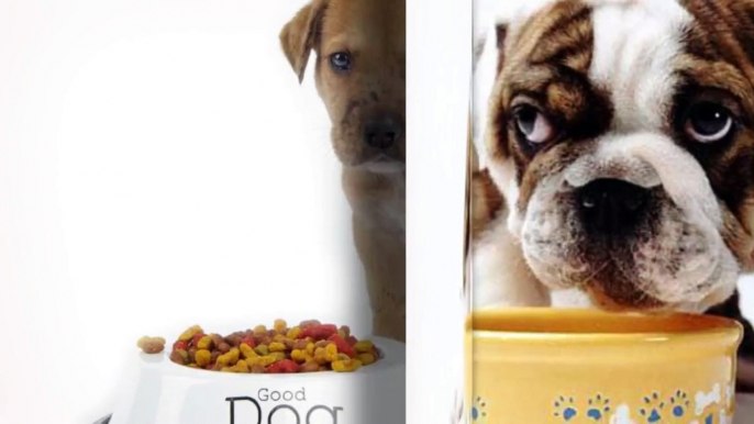 Shocking Commercial Canine Food Secrets Revealed