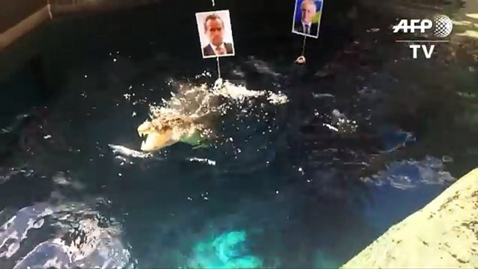 Burt the 'psychic' croc tips Aussie PM to win election