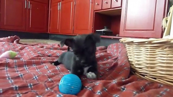 Chihuahua Pup vs Talking Ball