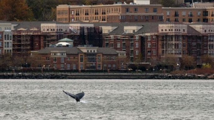 Whale Spotted in New York City's East River