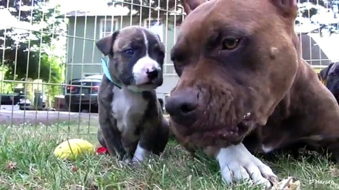 Baby Pitbulls Pissing Off Mama