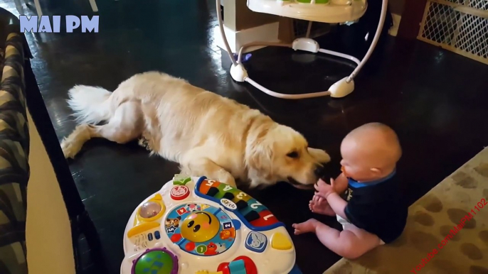 Golden Retriever Dog And Baby Are Best Friend - Cute Dogs Love Babies Compilation