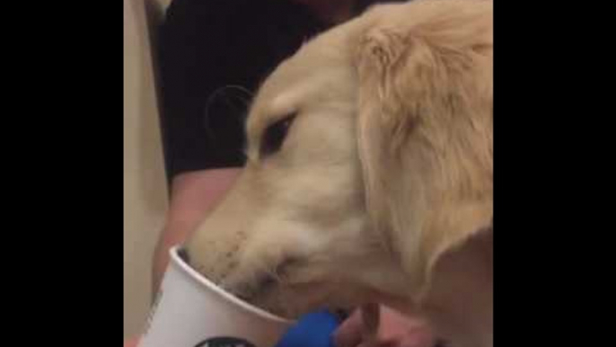 Delighted Dog Enjoys a Puppucino