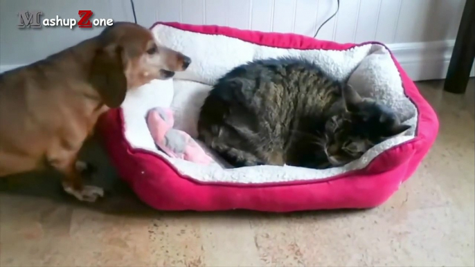 Best Of Funny Cats Stealing Dog Beds Compilation _ NEW HD-VbUGRAilNYg