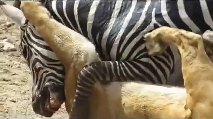 Most Amazing Wild Animal Attacks - Prey Animals vs Predator Fight Back   Zebra attack and kill lion