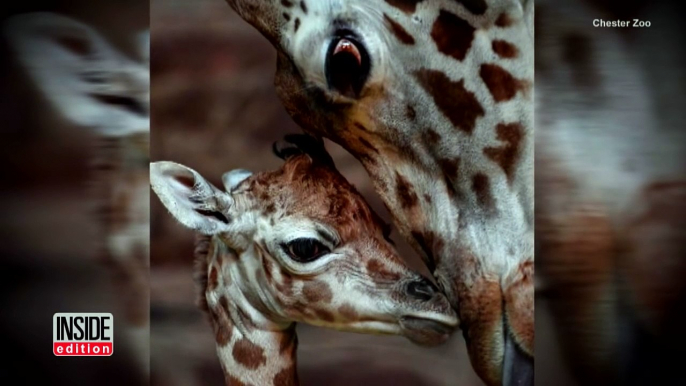 Rare Baby Giraffe Able To Stand, Just Minutes After Being Born-wpes1t9tzTQ