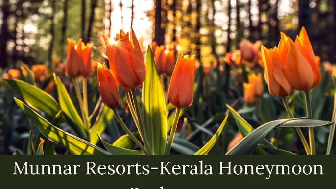 Kerala Honeymoon Packages-Munnar Resorts-Abad Hotels