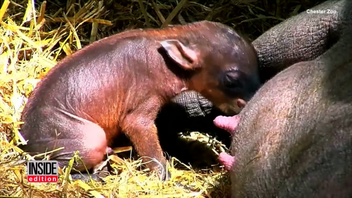 Watch World's Rarest Piglet Takes First Steps Right After Being Born-JAfVwe16lgQ