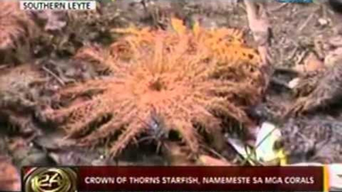 24 Oras: Crown of Thorns Starfish, namemeste sa mga corals sa Southern Leyte