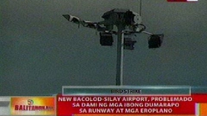 BT: New Bacolod-Silay Airport, problemado sa dami ng mga ibong dumarapo sa runway at mga eroplano