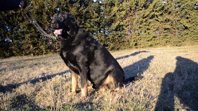 Beauceron - Berger de Beauce Gros Gabarit - Genzo du Mas des Vaillants à l'élevage de la Plaine d'Astrée - Bas-Rouge