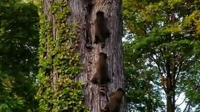 Cette maman raton laveur rentre ses bébés ... Trop mignon