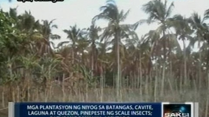 SAKSI: Emergency measures, inilalatag para pigilan ang pamemeste ng scale insects sa mga niyog