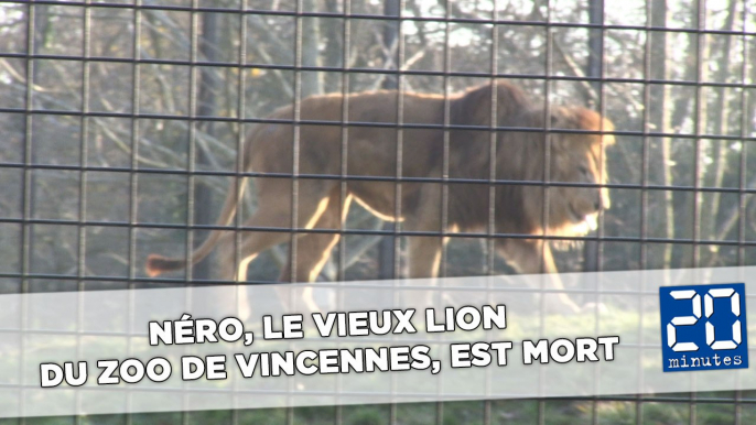 Néro, le vieux lion du zoo de Vincennes, est mort