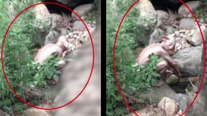 Strange Creature Caught on Tape | Very Strange Creature