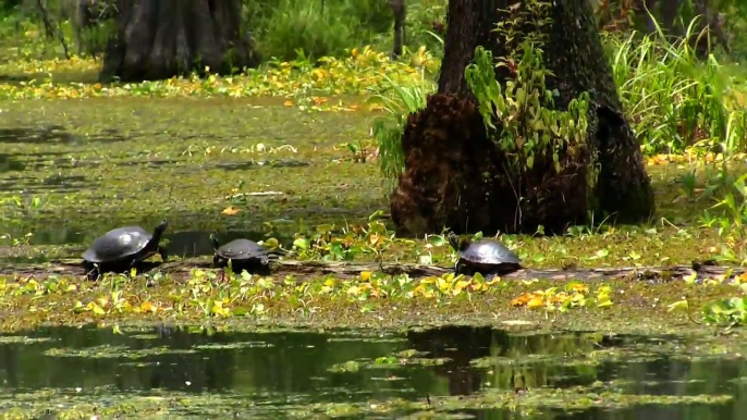 Louisiana Swamp Tour, Hunting for Alligators!-QYgpNcZfeM0