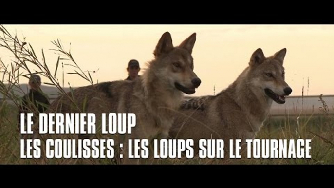 Le dernier loup - Les coulisses : les loups sur le tournage