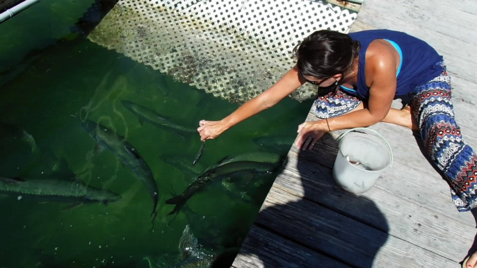 Kyndal feeding Tarpon