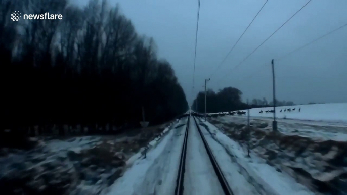 Near miss for herd of deer crossing tracks