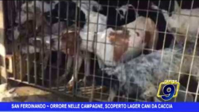 San Ferdinando di Puglia  | Orrore nelle campagne, scoperto lager dei cani da caccia