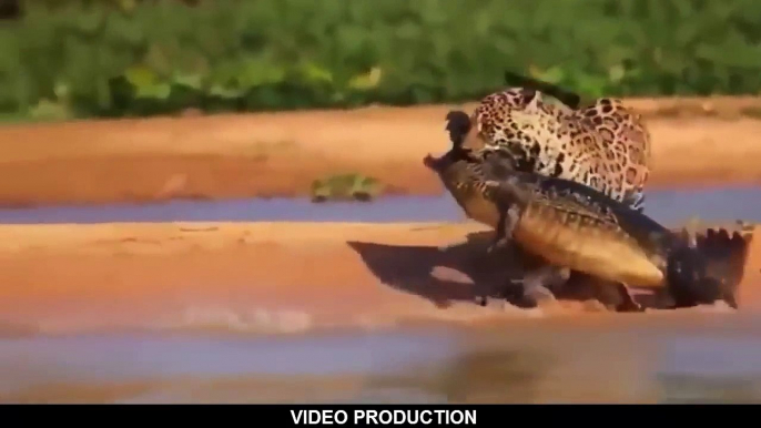 Most Amazing Wild Animal Attacks Top 10 Craziest Animal Fights Caught On Camera