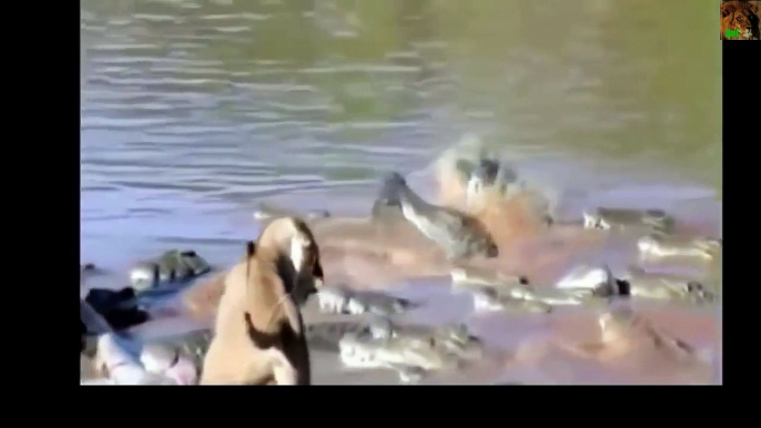 LION VS CROCODILE GREAT FIGHT