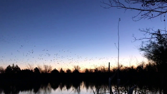 Mallards in Oklahoma -  Dec 2016 Mack Prioleau