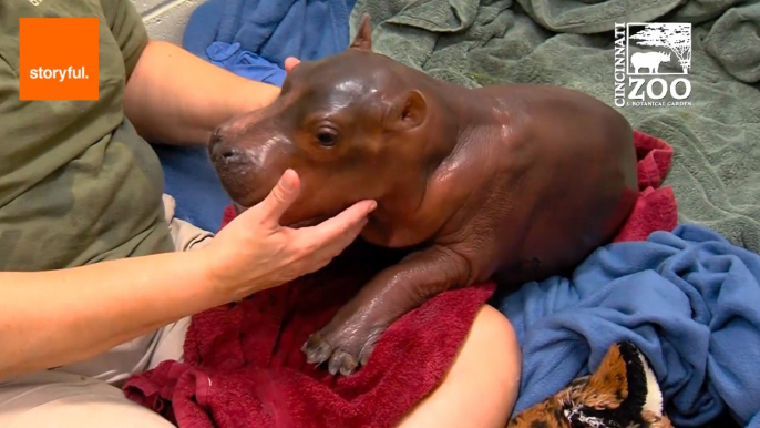 Baby Hippo Takes Her First Wobbly Steps